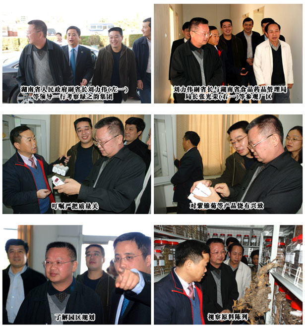 湖南省人民政府副省長(zhǎng)劉力偉一行考察綠之韻集團(tuán)